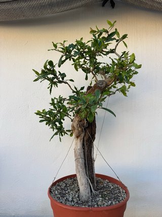 Bonsai Granado