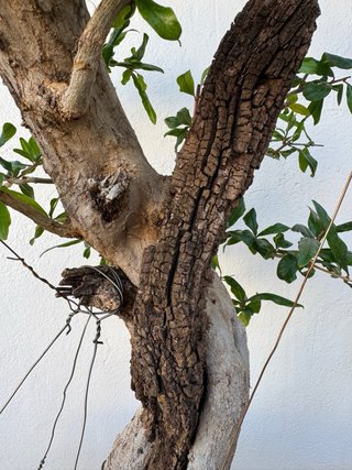 Bonsai Granado