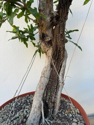 Bonsai Granado