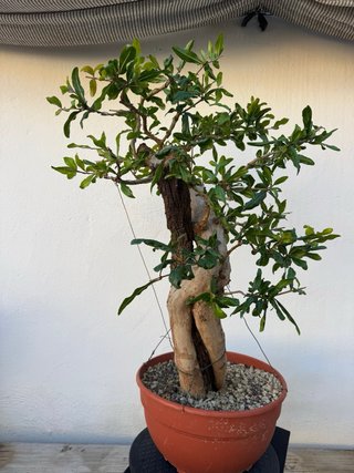 Bonsai Granado