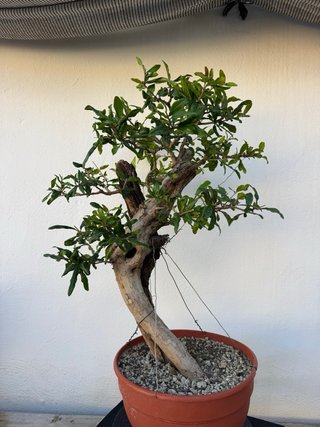 Bonsai Granado