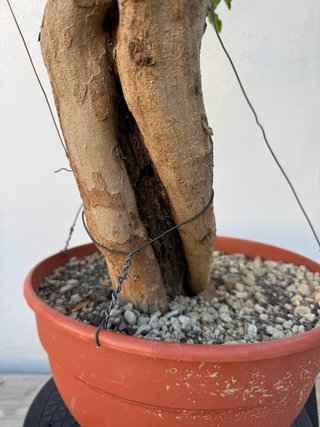Bonsai Granado