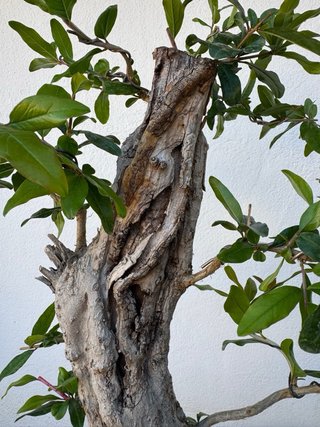 Bonsái Granado
