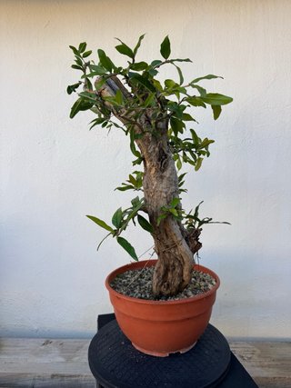 Bonsái Granado
