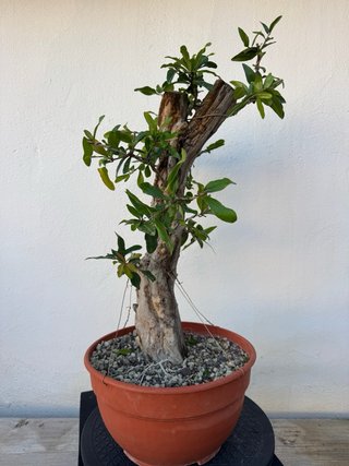 Bonsái Granado