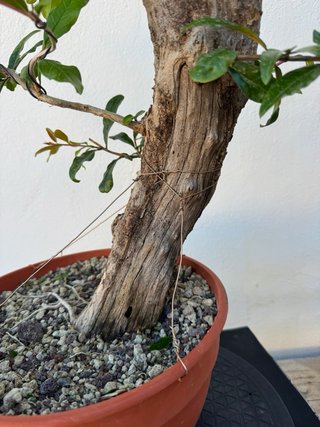 Bonsái Granado