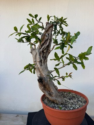Bonsái Granado