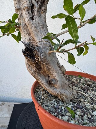 Bonsái Granado