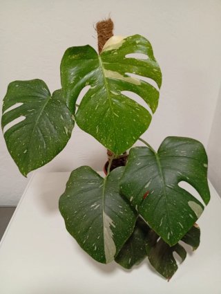 Monstera Thai Constelación