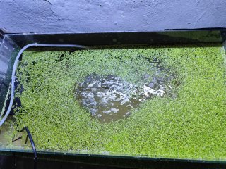 Lenteja de agua Lemna minor