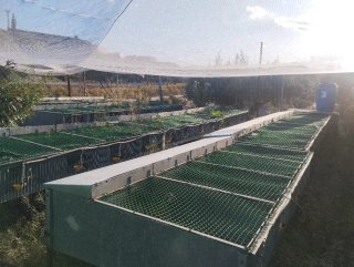 Vendo 30 Jaulas de Perdiz Ponedoras