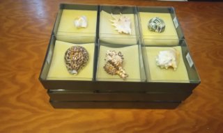 Collezione di conchiglie marine