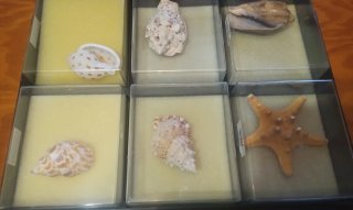 Collezione di conchiglie marine