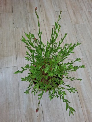 Planta