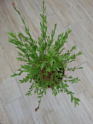 Planta