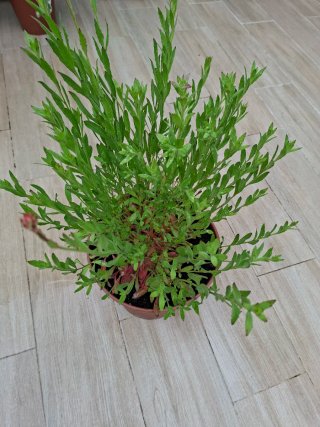 Planta