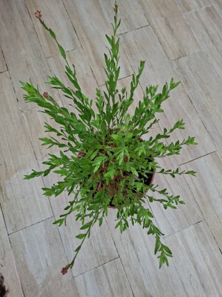 Planta