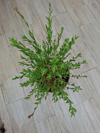 Planta