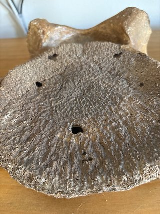 Vértebra Gigante Natural 30cm