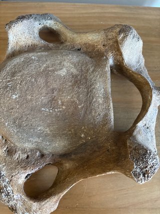 Vértebra Gigante Natural 30cm