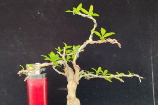 Pre bonsai GRANADO NANA