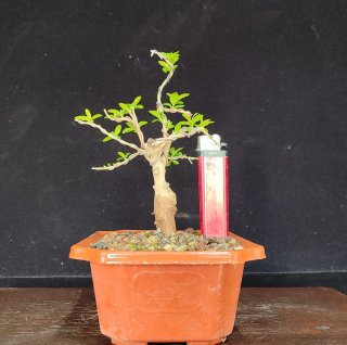 Pre bonsai GRANADO NANA
