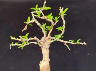 Pre bonsai GRANADO NANA