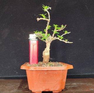 Pre bonsai GRANADO NANA