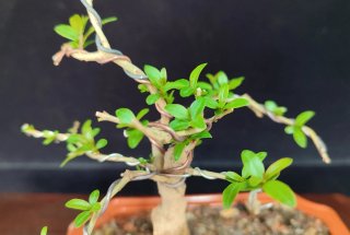 Pre bonsai GRANADO NANA