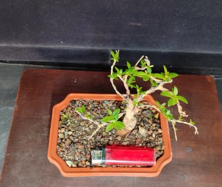 Pre bonsai GRANADO NANA