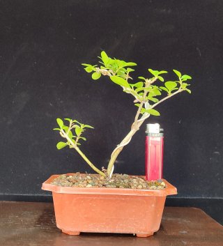 Pre bonsai Ligustrum y Granado Nana OFERTA 2X1