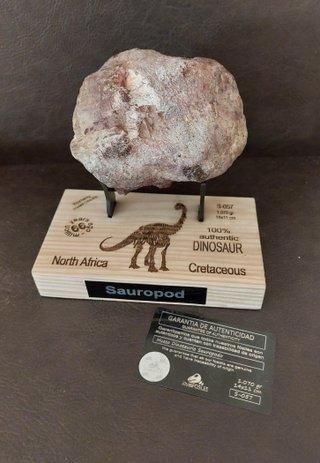 Fósil Sauropodo con expositor Ref S-057