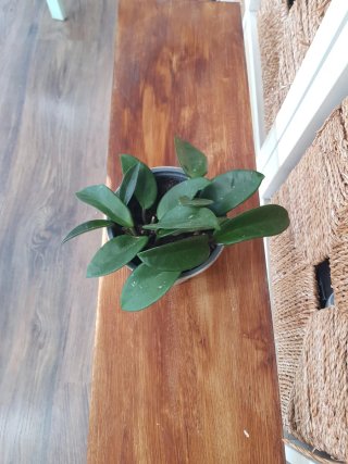 Planta Hoya Cera