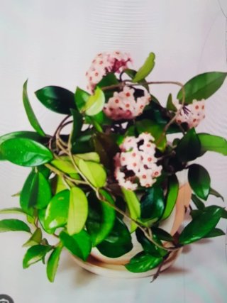 Planta Hoya Cera