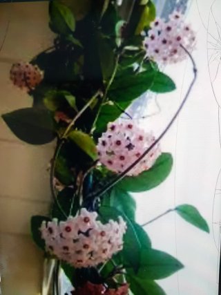 Planta Hoya Cera