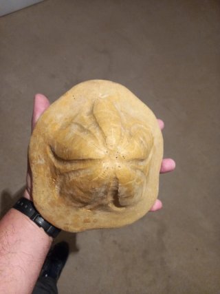 Fósil Erizo de Mar Clypeaster