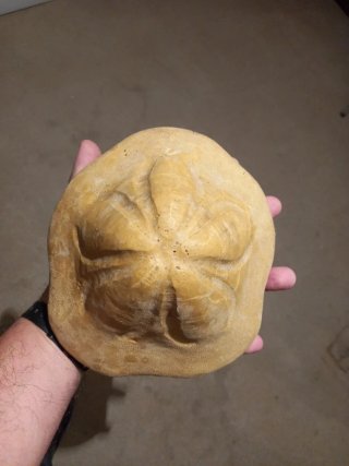 Fósil Erizo de Mar Clypeaster