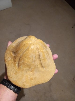 Fósil Erizo de Mar Clypeaster
