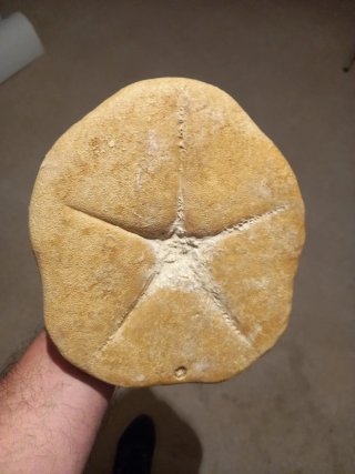 Fósil Erizo de Mar Clypeaster