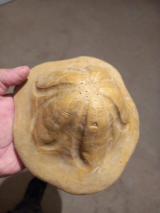 Fósil Erizo de Mar Clypeaster