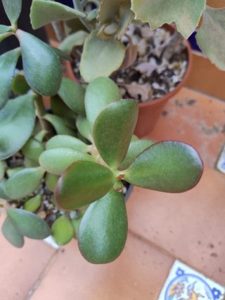 Grupo de 5  plantas suculentas variadas