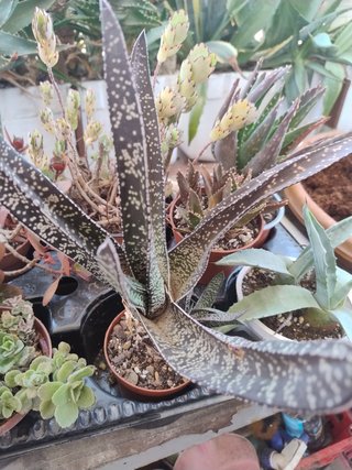 Grupo de 7 plantas suculentas variadas