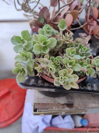 Grupo de 7 plantas suculentas variadas