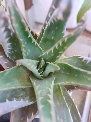 Grupo de 7 plantas suculentas variadas