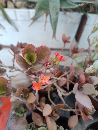 Grupo de 7 plantas suculentas variadas