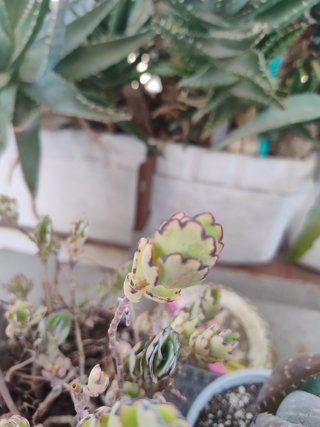 Grupo de 7 plantas suculentas variadas