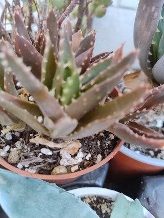 Grupo de 7 plantas suculentas variadas