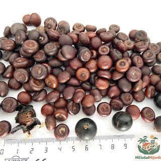 5 Semillas seeds Sabal mauritiiformis Palma rara