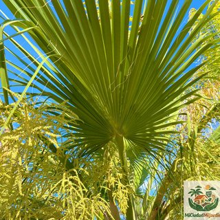 5 Semillas seeds Sabal mauritiiformis Palma rara