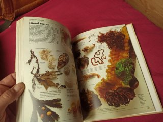 3x2 Guía del naturalista